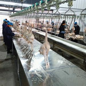 China 3000Birds / H Poultry Chicken Slaughter Line House 380V Stainless Steel supplier