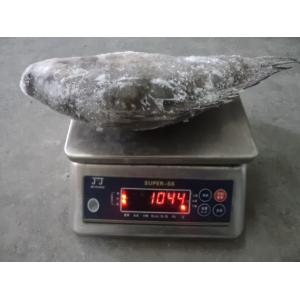 High Quality Seafood Product  Black Frozen Tilapia