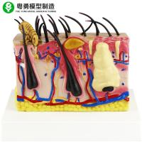 China Anatomical Dog Model Canine Dog Mites Skin Type 16.5x13x14cm PVC Material on sale