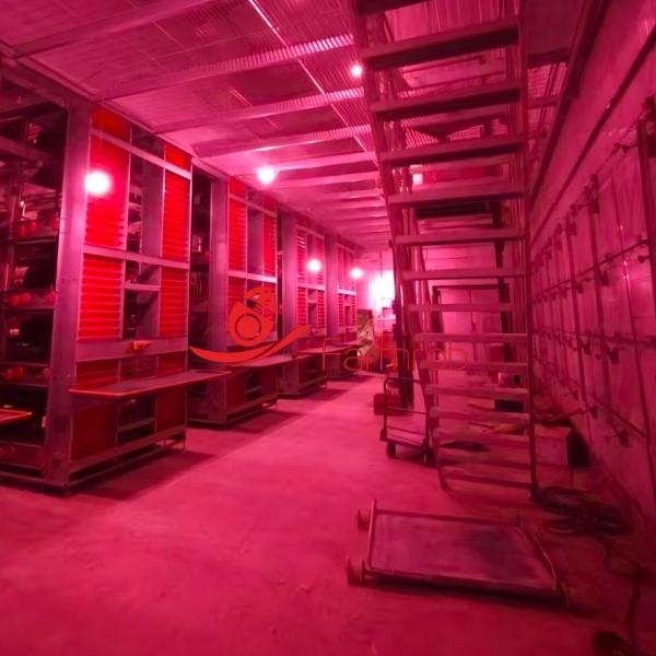 China Sufficient and Even Feed Distribution Layer Chicken Cage System For Good Growth wholesale