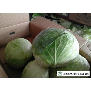 No Pollution Organic Green Cabbage Rich In Vitamin C Apply To Wholesaler