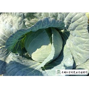 China Own Plantation Sweet Fresh Green Cabbage , Delicious Small Head Cabbage supplier