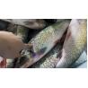 Seafood processing plant machinery and equipment efficiently remove fish scales tilapia Rotary Drum type fish descaler