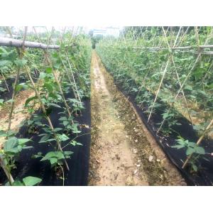 Vegetable Garden Agricultural Weed Block Fabric Black Plastic Ground Cover
