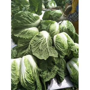 Delicious Chinese Manufactured Cabbage , Cruciferous Chinese Flowering Cabbage