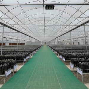 Galvanized Steel Pipe Arch Roof Type Plastic Film Greenhouse With Hydroponics System