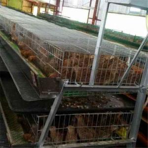 China 6 Tiers 24 Cell Quail Egg Laying Cages Anti Rust Farming use supplier