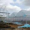 China 40 Red de insectos de malla cubierta con varios dientes de sierra tipo invernadero para rosas en zonas tropicales wholesale