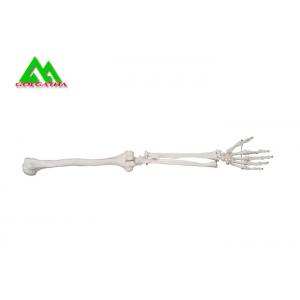 China Arm And Leg Bone Medical Teaching Models Water Resistant Lightweight wholesale