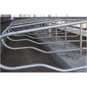 2m Length 3mm Pipe Livestock Divided Cow Free Stall