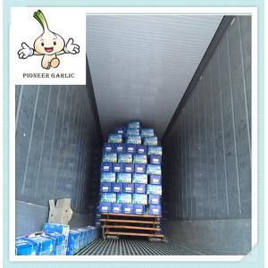 wholesale bulk cold store fresh natural garlic for thailand Russian Indonesia