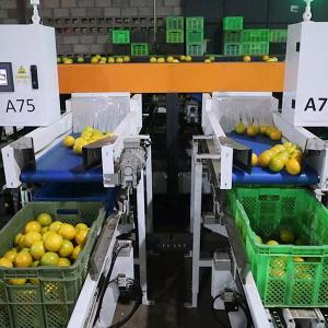 SS304 Orange Sorting Machine Elevating Citrus Processing Labor Replacement Value Added
