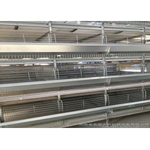 Hot Galvanized Automatic Egg Collection System Strong Frame 3 Years Guarantee