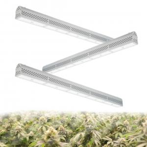 China Linear Design 2 Foot Led Grow Light For Commercial Cannabis Growing Project supplier