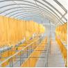 China Custom Polycarbonate Solar Drying Greenhouse with UV Protection for Plant and Food Drying wholesale