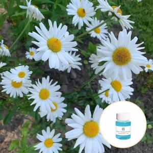 CAS 1783-96-6 Pure Organic Essential Oils Chrysanthemum Essential Oil For Massage
