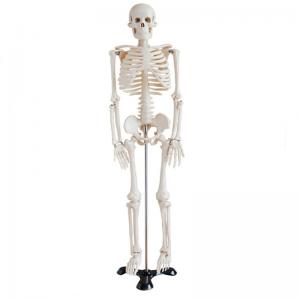 China 5' 6 Life Size Human Skeleton Anatomy Model For Medical Skeleton Education supplier