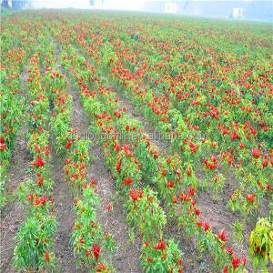 China Organic De Arbol Chile Tianjin Dried Spicy Peppers 50000SHU Super Hot supplier