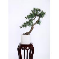 China Custome Indoor Bonsai Tree , Original Bonsai Tree No Human Environment Harm on sale