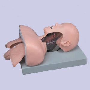 Medical Anatomy Human Airway Training Manikin Model Advanced Trachea Intubation Simulation