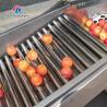 China Clasificadora conectada de la fruta de la azufaifa de la tubería multifuncional wholesale