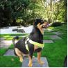 Training Led Dog Harness Glowing Security Pet Safety Fluorescent Soft USB