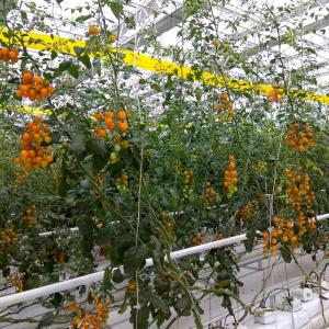 China Strong And Flexible Tomato Twine For Easy Plant Support And Training UV Stabilization supplier