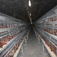China A Frame Poultry Battery Cage Automatic Feeding Cleaning System on sale