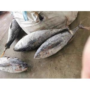Whole Round 100% naturel BQF 20kg up Seafrozen Yellowfin Tuna