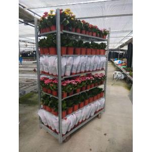 China Grow Seeding HDG Danish Flower Trolley W565mm House Plant Shelves supplier