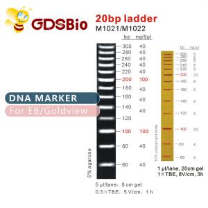 China High Purity Reagents 20bp DNA Marker Ladder Gel Electrophoresis supplier