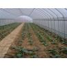 China Small Size Single Span Greenhouse , Easy Operate Polyethylene Foil Greenhouse wholesale