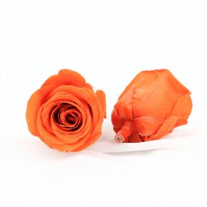 China Long Lasting Dia 5-6cm No Pollen Preserved Rose Heads wholesale