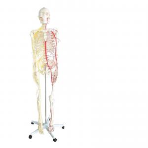 All human skeleton model with neurovascular Life Size Skeleton with Spinal Nerves Muscle Insertion Human Skeleton Model