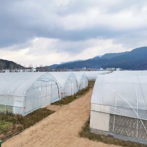 China Irrigation System Productive Single-span greenhouses Agriculture Green House For Sale supplier