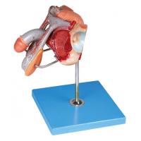 Male Genital Organs Structure Model for Medical Colleges Training