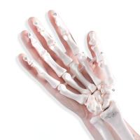 China Articulated Human Skeleton Model Hand Joint Bone For Lab on sale