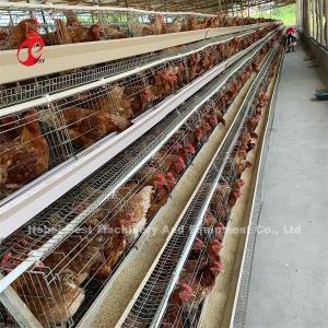 Cheap Automated Battery Cage System Hot Galvanized 25 Lifespan 450cm2 In Nigeria Emily
