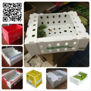 China Fresh plastic 5kg 10 lbs okra asparagus green bean packaging box on sale 