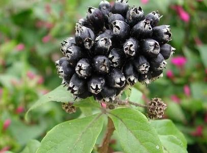 シベリアの朝鮮人参のエキス、Eleutherosides （B+E） 0.8% 1.2%、Antifatigue、免除を、Shannxi Yongyuanバイオテクノロジー高めます