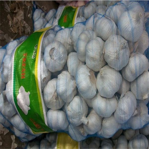 GARLIC WITH 20KG MESHBAG PACKAGE
