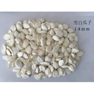 Snow White 99% Purity Pumpkin Seed Pumpkin Seeds Also Have Certain Effect On Gout