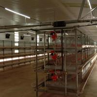 China Automatic Broiler Feeding System The Ideal Solution for Poultry Farms on sale