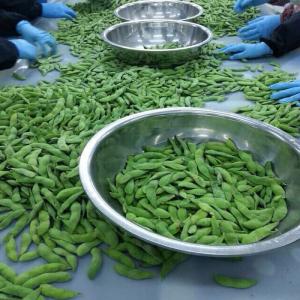 Crop Iqf Frozen Edamame Soybeans Frozen Green Edamame Frozen Soybean In Pods