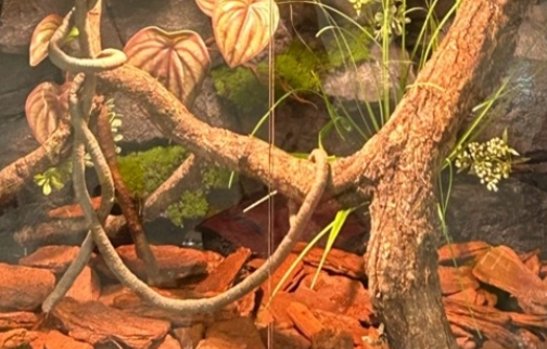 China Lizard Tank Background Modular Configurations​​ Habitat Solutions Model SL-M27A on sale