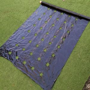 Weed Control Mulch Film, Agriculture Vegetable Black PE Films, 5 Holes Greenhouse Perforated Film