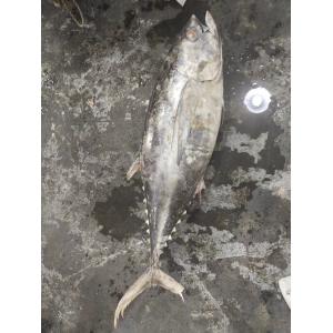 100% Natural IQF 20kg Up Seafrozen Yellowfin Tuna WR