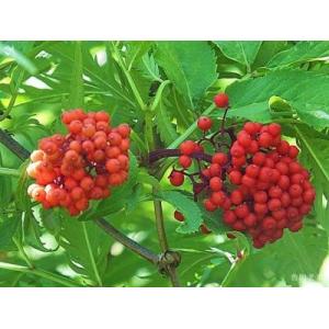 Elderberry Pure Extract 10:1; 20:1, antioxidant, anti-aging ingredient, supplement material, Shaanxi Yongyuan Bio-Tech
