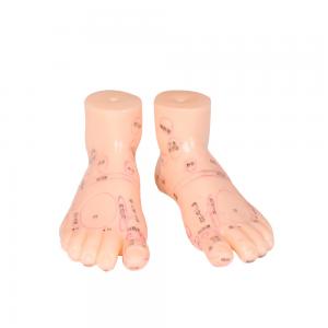 China 20CM Chinese Medicine Foot Massage Model PVC Material 13/17/19cm supplier