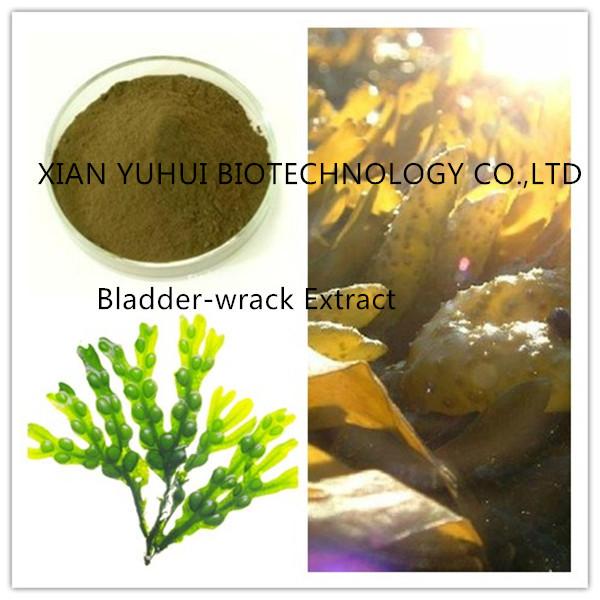 flat wrack extract, flat wrack powder,cutweed extract,Seawrack extract